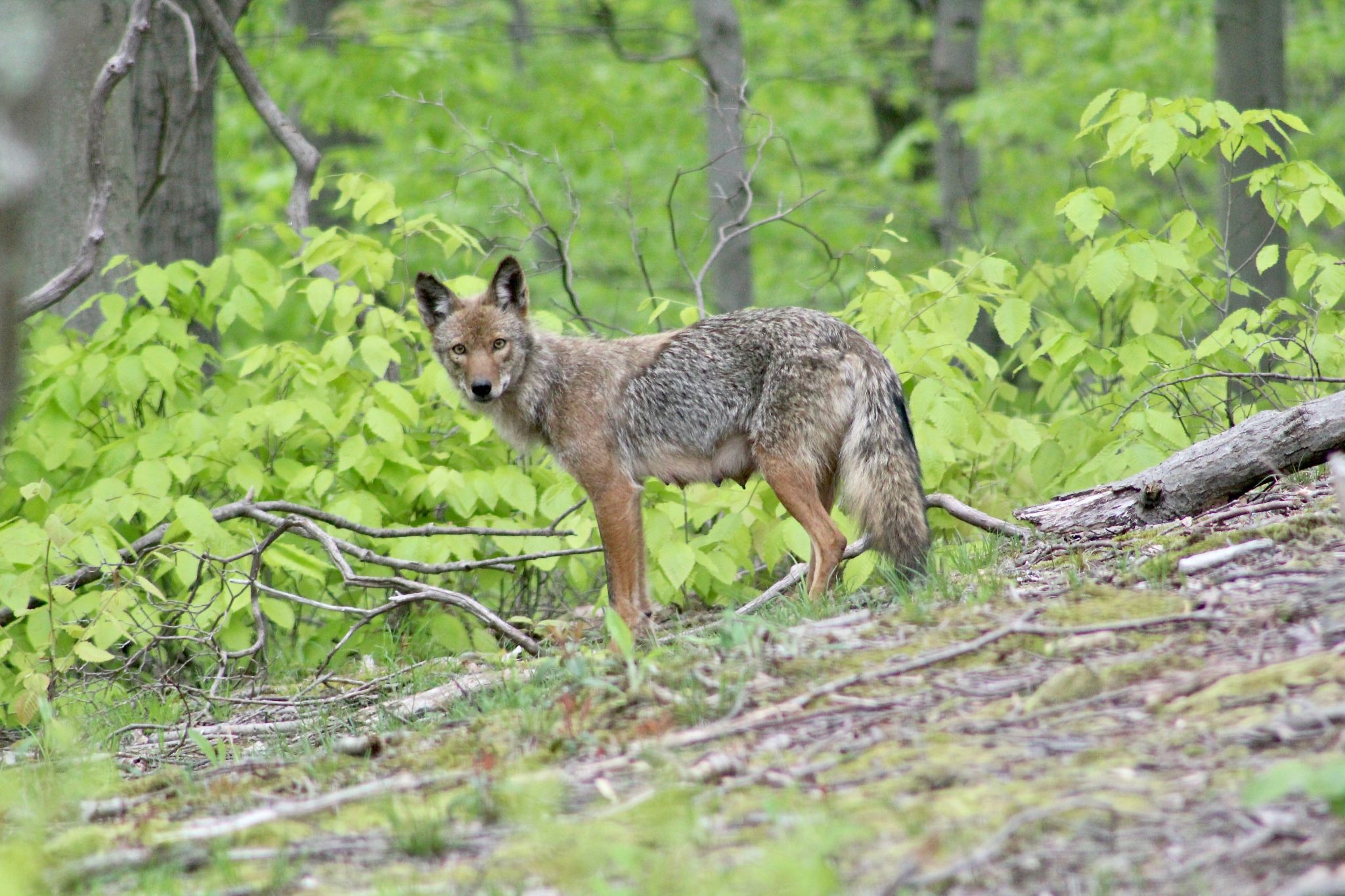 Coywolf or coyote? Let's call the whole thing off - Vimarsana News
