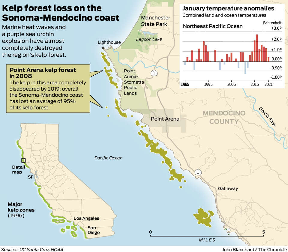 New satellite images show Northern California’s kelp forest almost gone