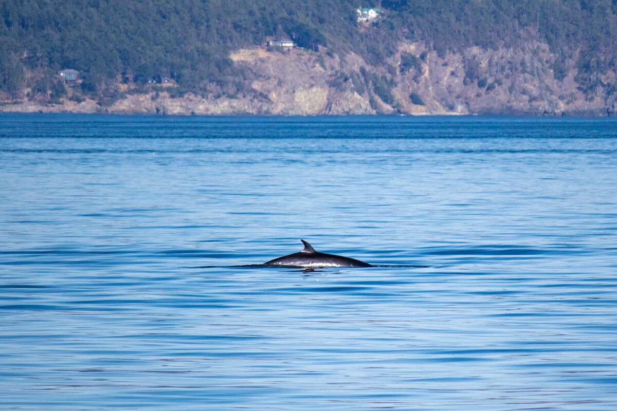 11 breathtaking spots for whale watching in Washington state