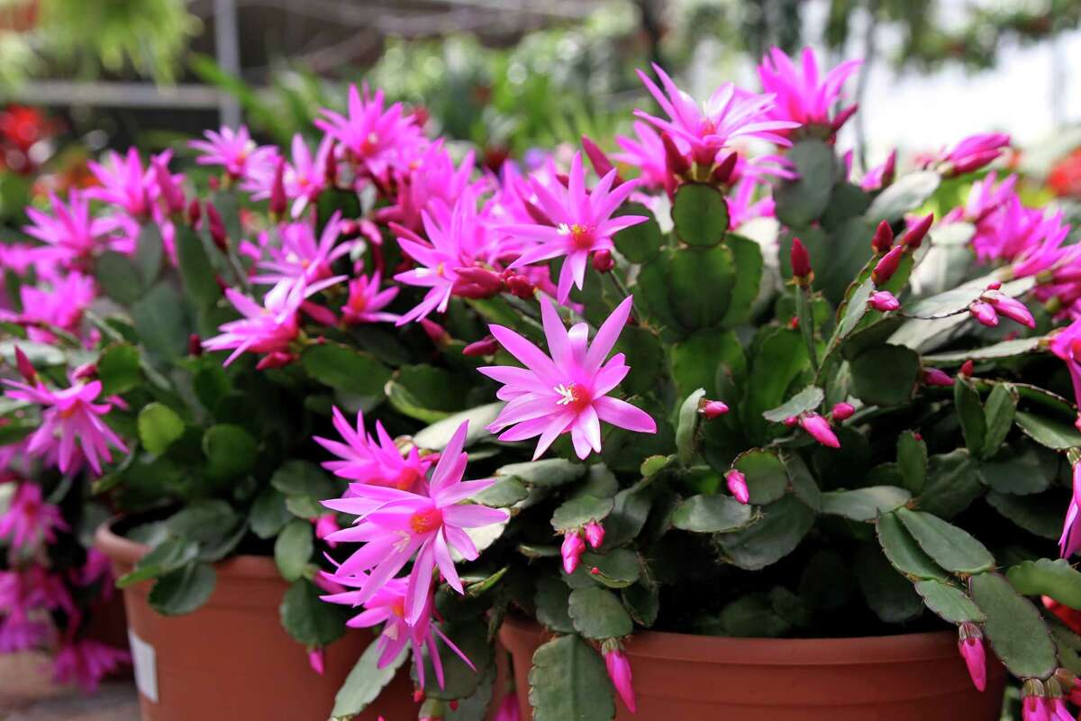 9) Easter Cactus: These plants, known by their botanical name of Rhipsalidopsis gaertneri, are similar in appearance to the more well-known Christmas cactus, or Schlumbergera—except that these bloom during the Easter season. With segmented stem growth and gorgeous brightly-colored starry flowers, both types of holiday cactus can live for decades. These plants are native to rain forests and need bright light and mostly moist soil. SHOP NOW