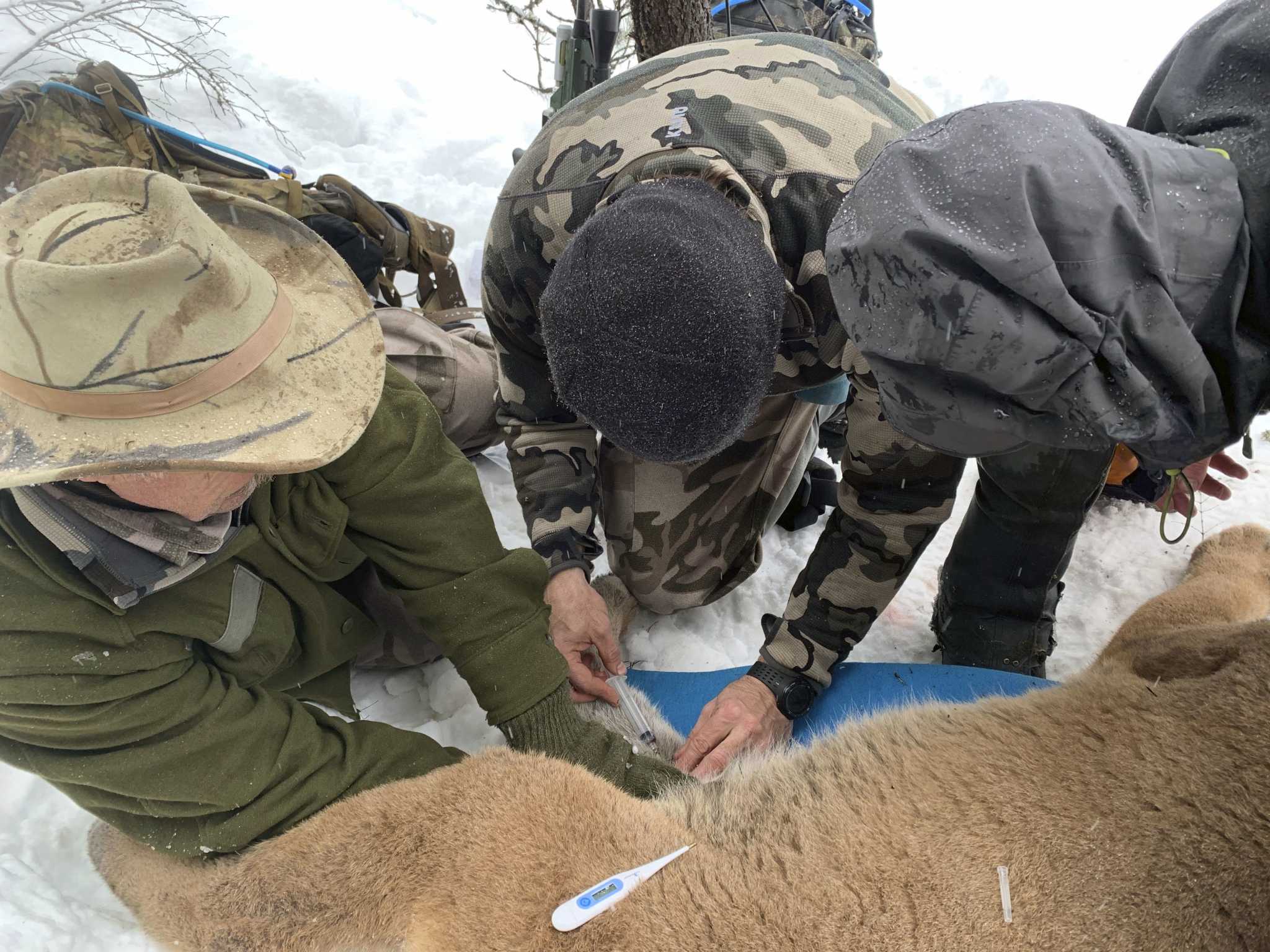 Showcasing the DNR: The search for Michigan's ghost cat - Vimarsana News