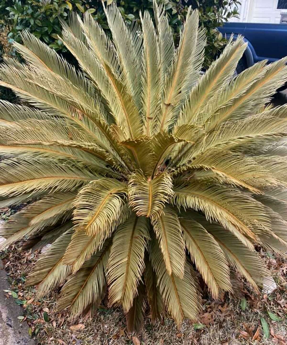 What to do with freeze-damages sago palms? Wait. The browned leaves won’t green up again, but your hope is that new green leaves will emerge from the centers of the plants.