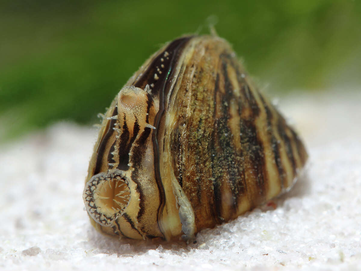 Zebra mussel (Dreissena polymorpha) in pond.