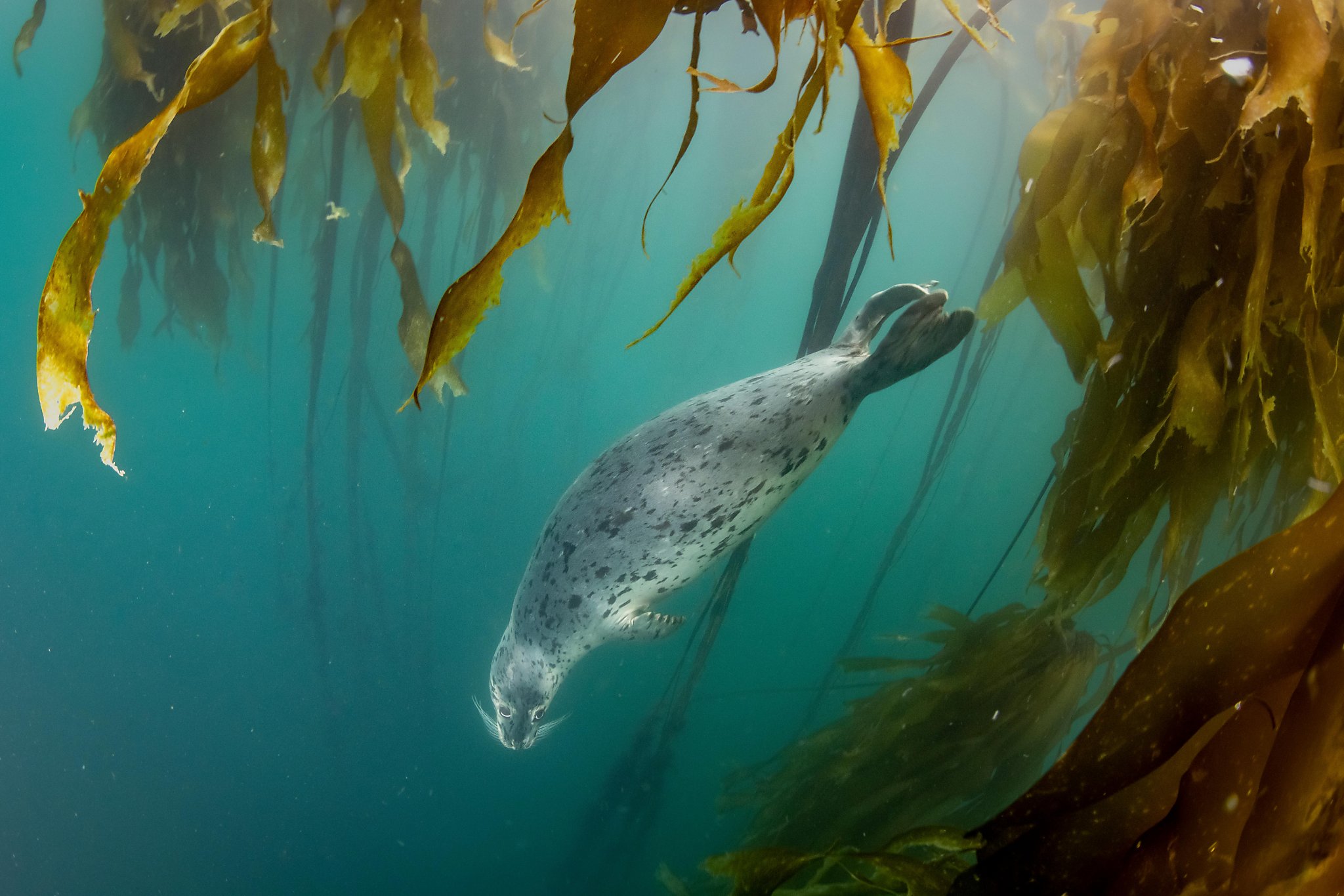 New satellite images show the kelp forest of Northern California is almost gone.  Here is the reason