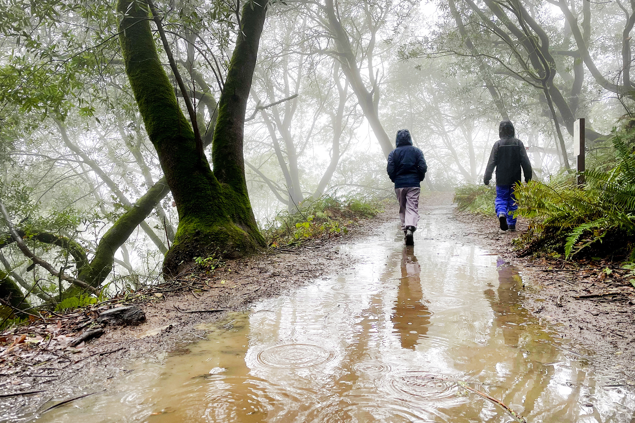 The rain is on its way to the SF Bay area, but will it help?