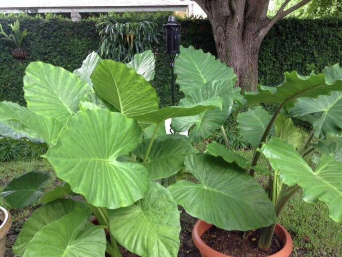 Garden experts still have high hopes for woody, flowering shrubs