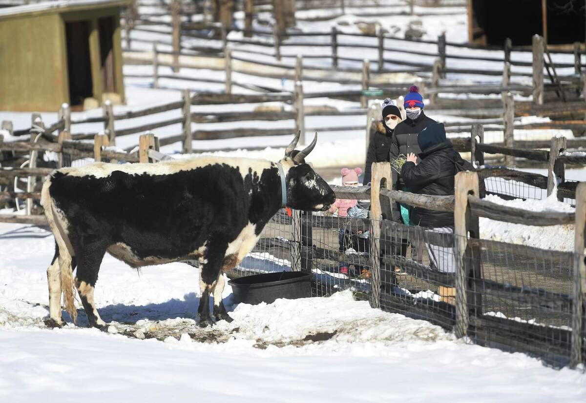 A cow greets visitors during the Maple Sugar Festival at the Stamford Museum & Nature Center in Stamford, Conn. on Sunday, February 21, 2021.