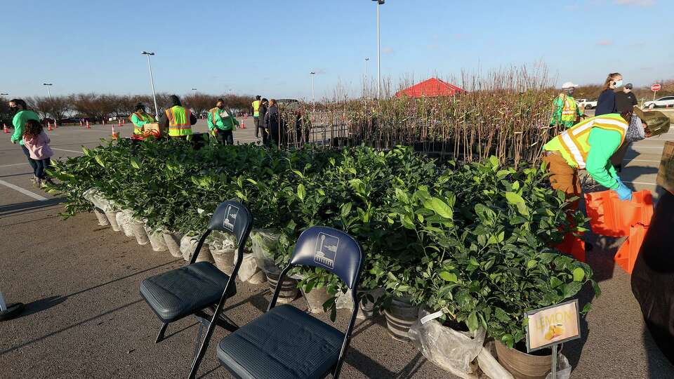 Hundreds of fruit trees are lined up at a parking lot at Texas A&M San Antonio on Saturday, March 6, 2021. The giveaway sponsored by the San Antonio Parks and Recreation department handed out 600 trees, including lemon, fig, nectarine, apple, lime, pear and orange, one per vehicle.