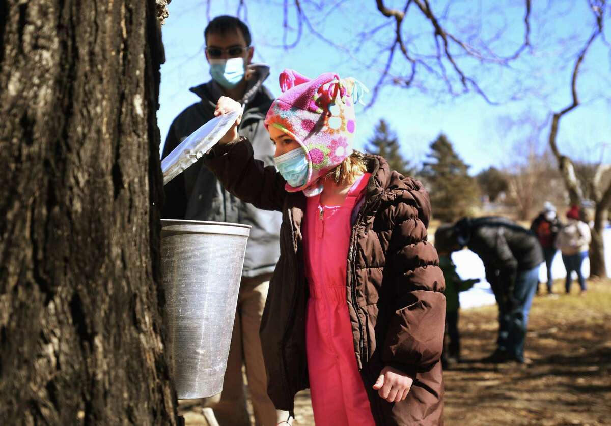 Madison Peck, 5, of Monroe, and her father, Jon, see first hand how maple sap is tapped and collected during a maple sugaring demonstration at the Nature and Arts Center in Trumbull on Sunday.