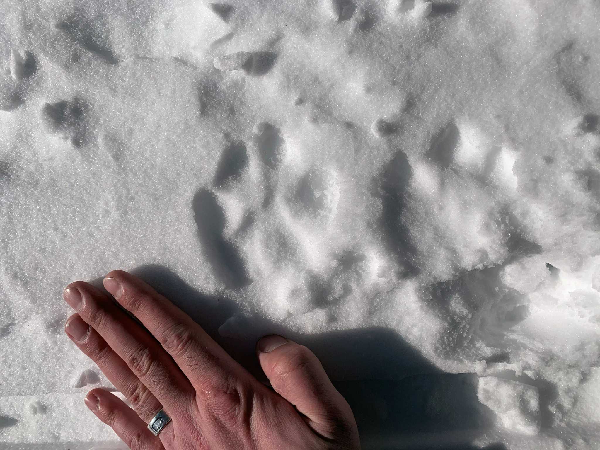 Showcasing the DNR: The search for Michigan's ghost cat - Vimarsana News