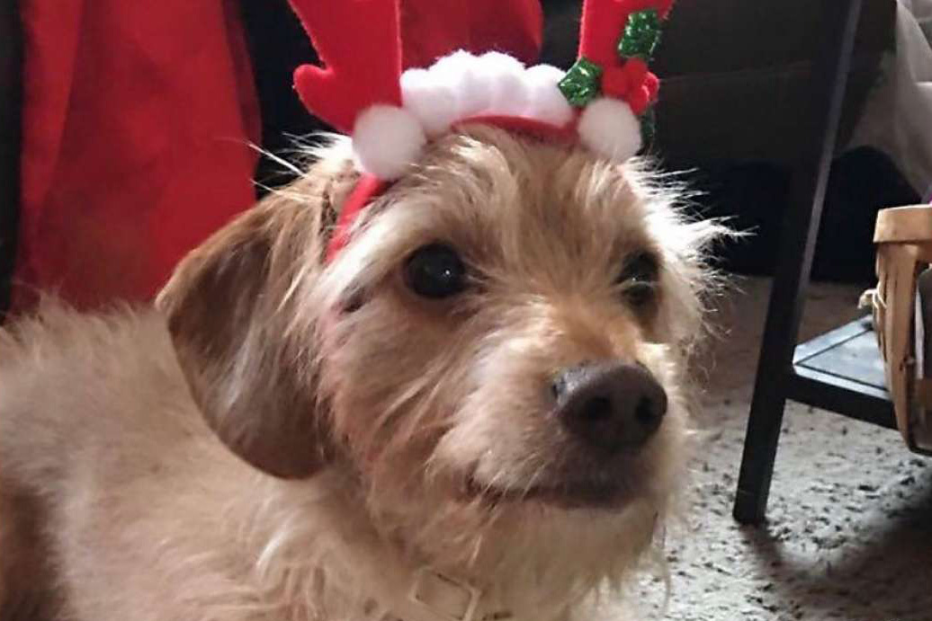 Bay Area family's lost dog wound up at a shelter and was adopted. They're pleading to get him back - Vimarsana News