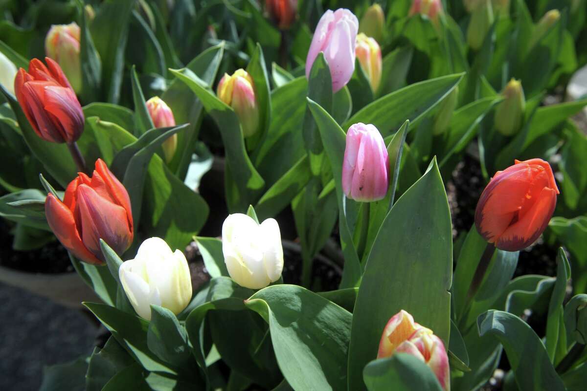 The annual White Hill Volunteer Fire Company Easter Flower Sale will be held April 2 and 3 as a drive-thru event.