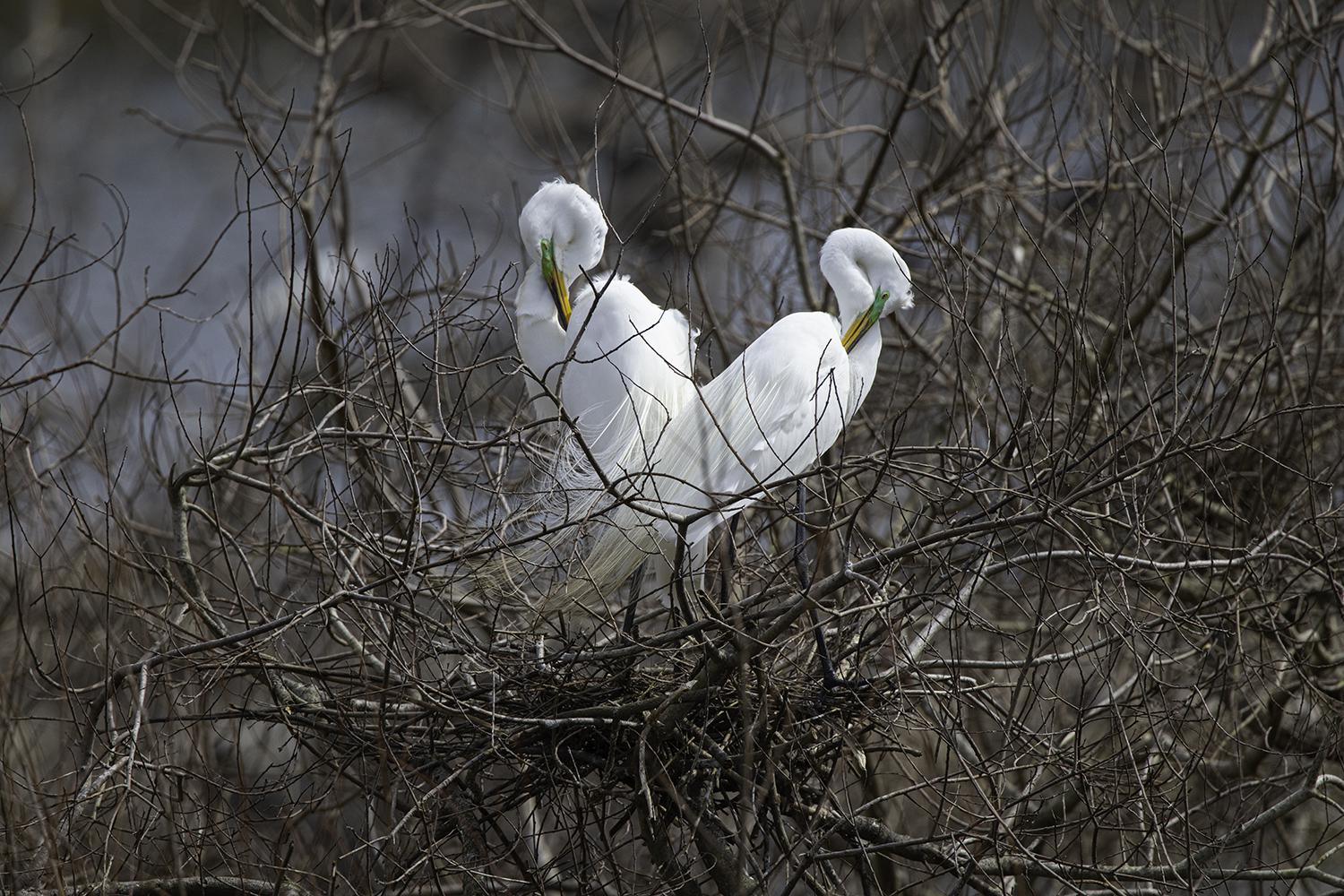 High Island Water Bird rookery serves as fortress for nesting birds ...