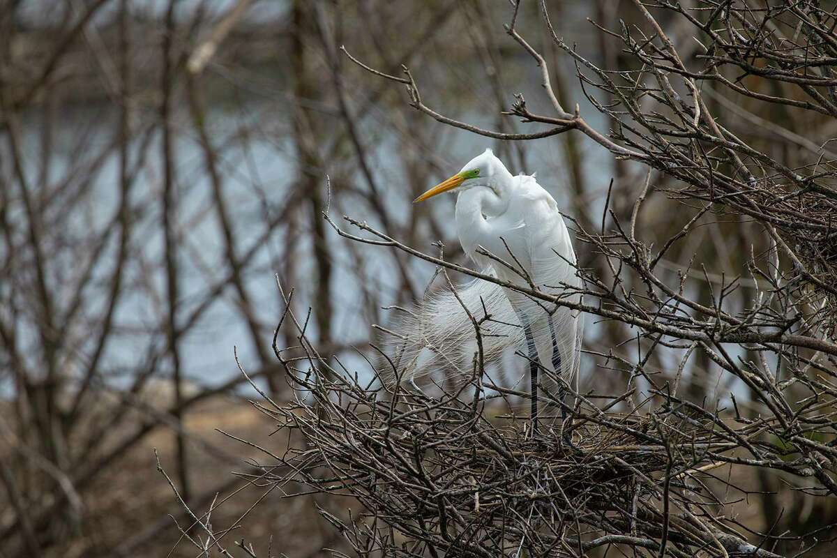 High Island Water Bird rookery serves as fortress for nesting birds