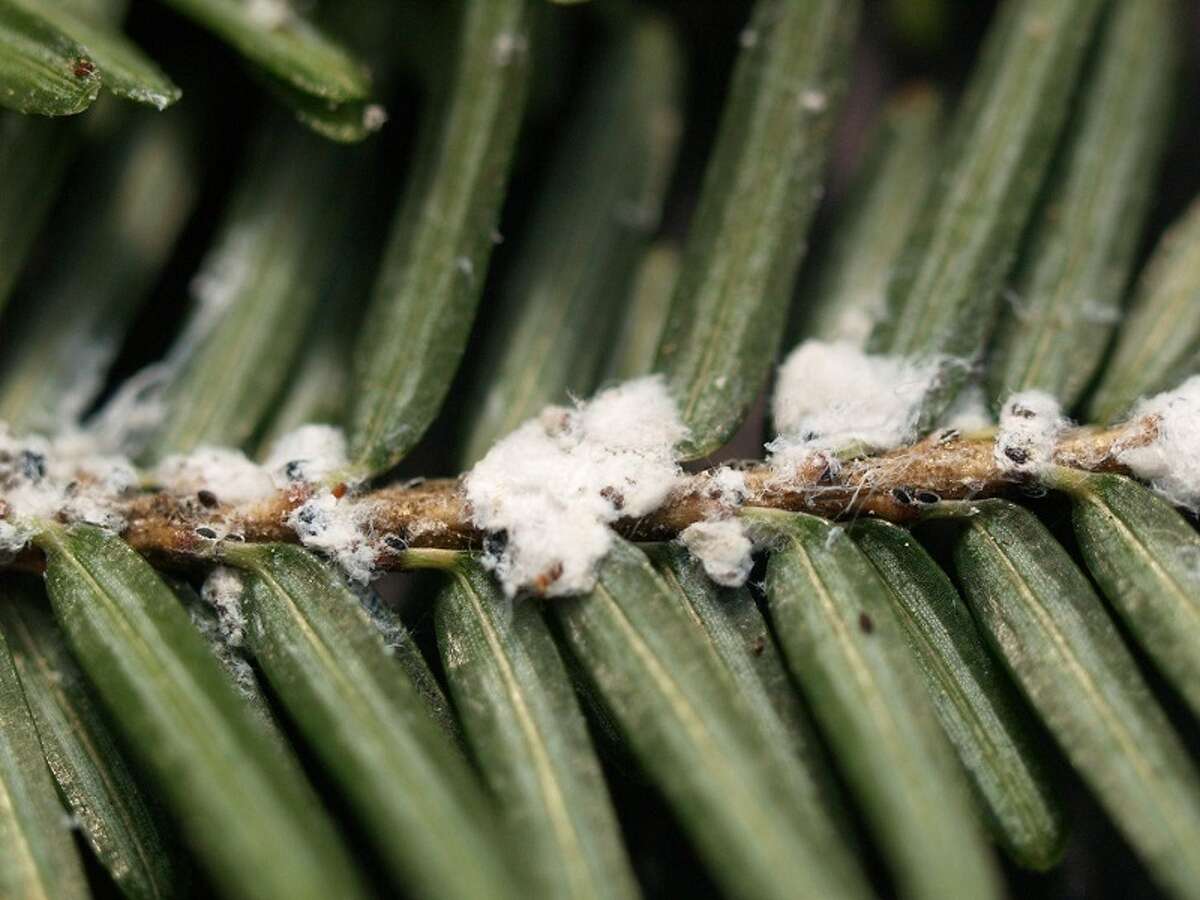 Tiny black nymphs move along a hemlock twig that is infested with Hemlock Woolly Adelgids. The tiny insect can be fatal to Eastern hemlocks in New York without proper treatment.