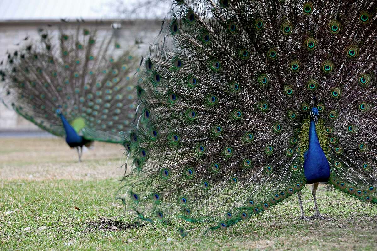 Peacock struts its stuff securing NFL Wild Card game - Sports