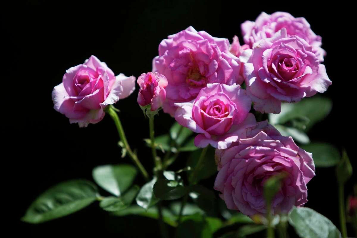 A cluster of floribunda roses blooms in Houston Rose Society rosarian Mary Fulgham’s garden.