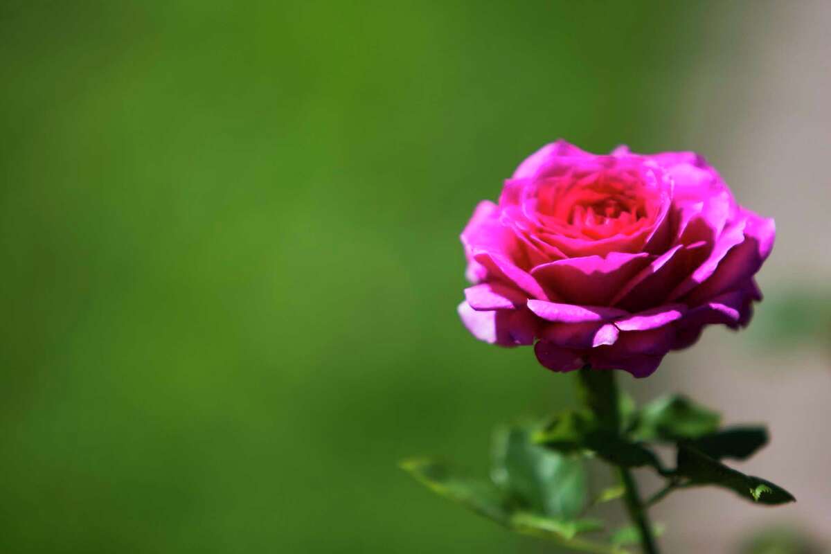 Houston Rose Society offers public program, helpful tips after the freeze