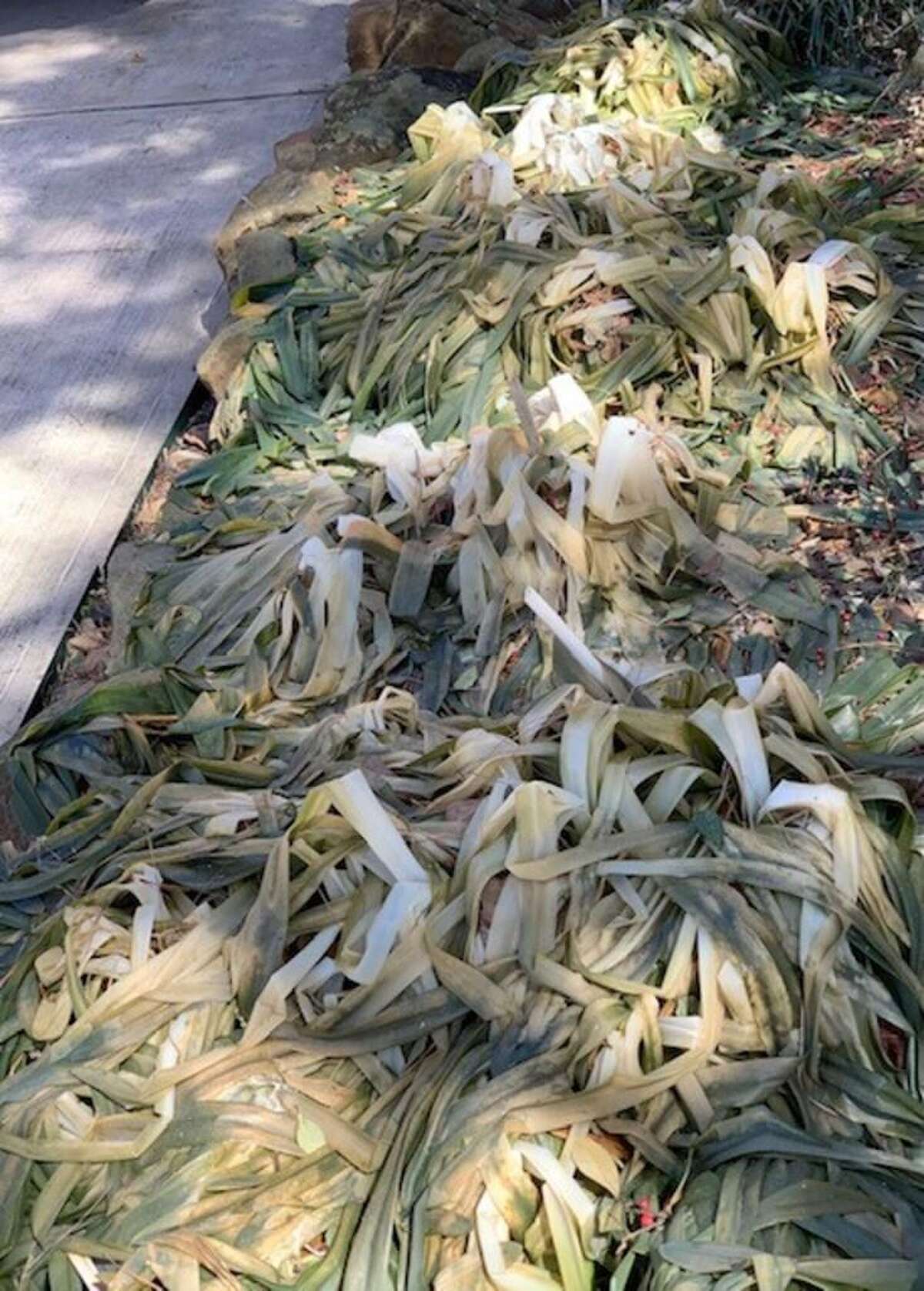 Texas A&M experts say foxtail ferns, society garlic likely to survive