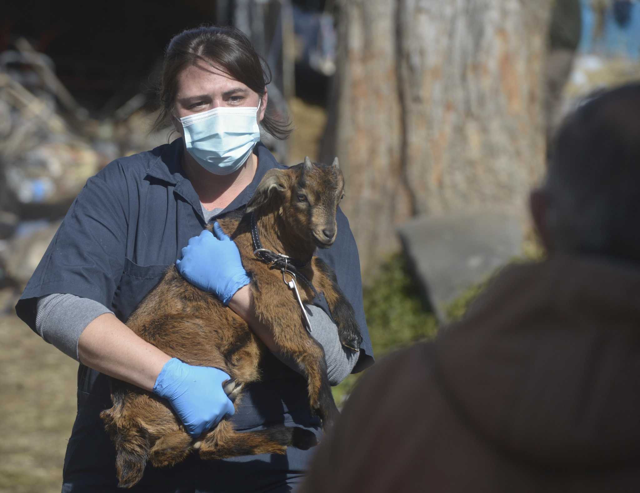 Redding woman denied suit against CT after seizure of her goats