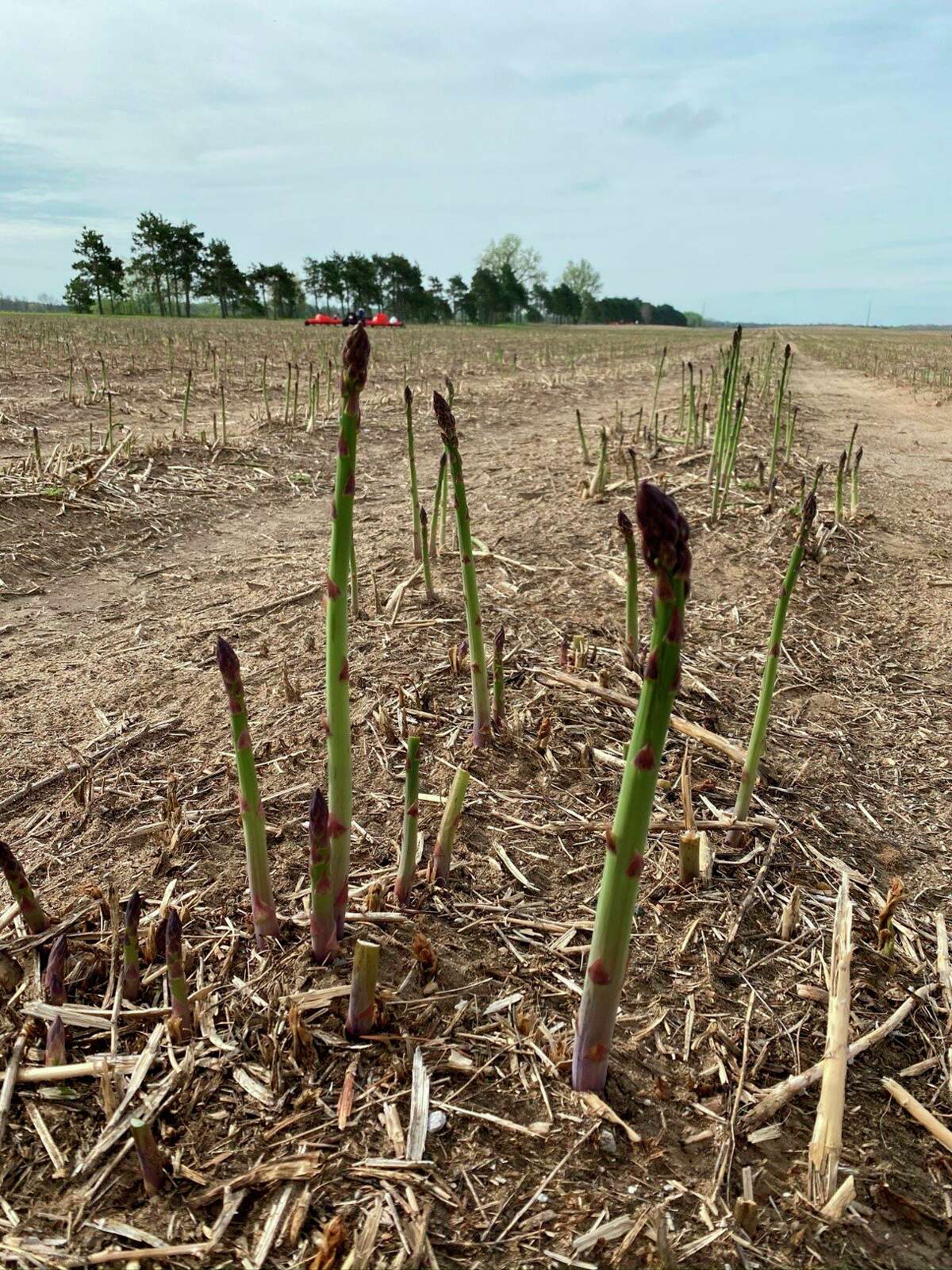 Gregory's Asparagus Farms keeps quality in the family