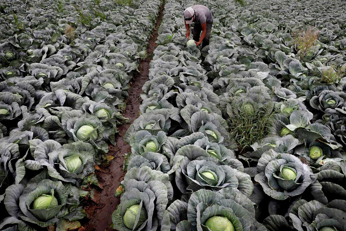 A migrant worker from Chiapas, Mexico, cuts cabbage in a field near Edinburg, Texas. Farmers and field workers in the Rio Grande Valley are feeling the coronavirus pinch. With the closure of restaurants nationwide, there isn't enough demand for the produce that was planted three to four months ago. Some crops, like onions, remain in the fields where they may rot, because there isn't room in the packing houses that are already full, on Tuesday, April 7, 2020.