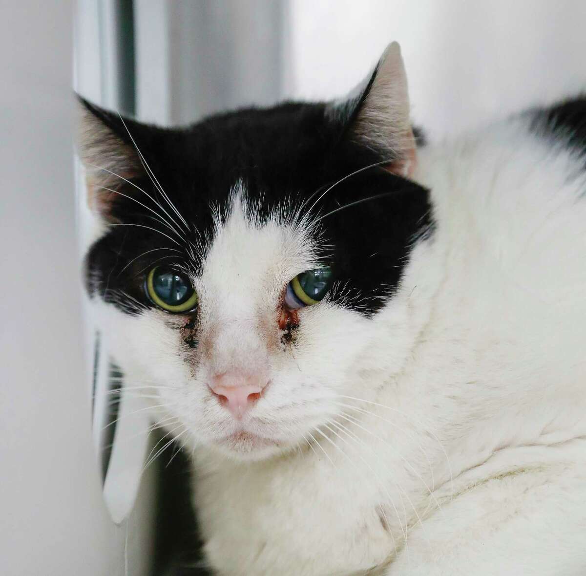 Frank (A569420) is an 8-year-old, male, black/white Domestic Shorthair cat available for adoption from Harris County Pets. Frank and his companion, Oliver (A569422) are two mild-mannered seniors, who were surrendered by the same owner because the owner was allergic to cats. They are litter box trained, and love women, men and other cats.