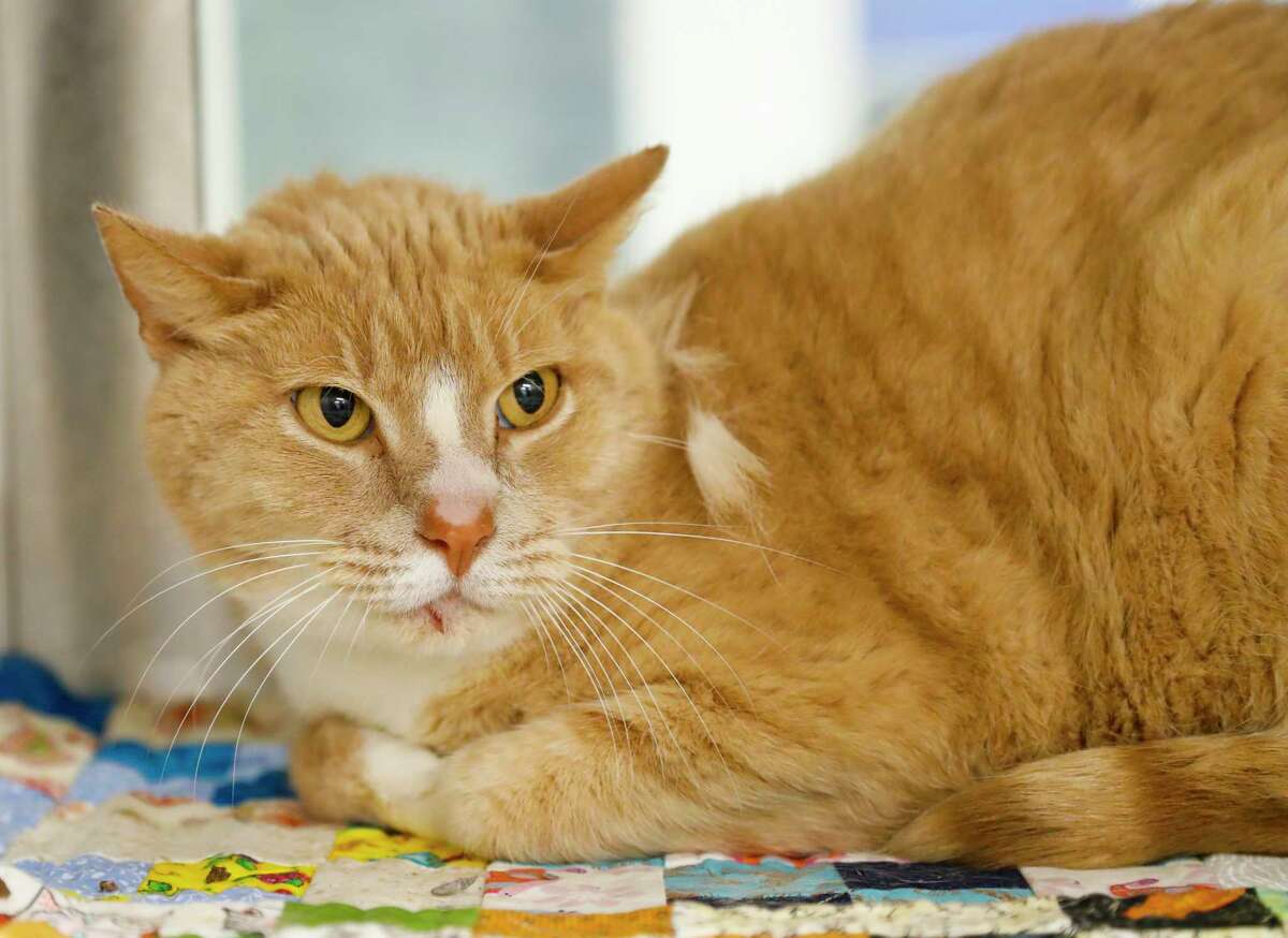 Oliver (A569422) is a 9-year-old, male, orange tabby Domestic Shorthair cat available for adoption from Harris County Pets. Oliver and his companion, Frank (A569420) are two mild-mannered seniors, who were surrendered by the same owner because the owner was allergic to cats. They are litter box trained, and love women, men and other cats.