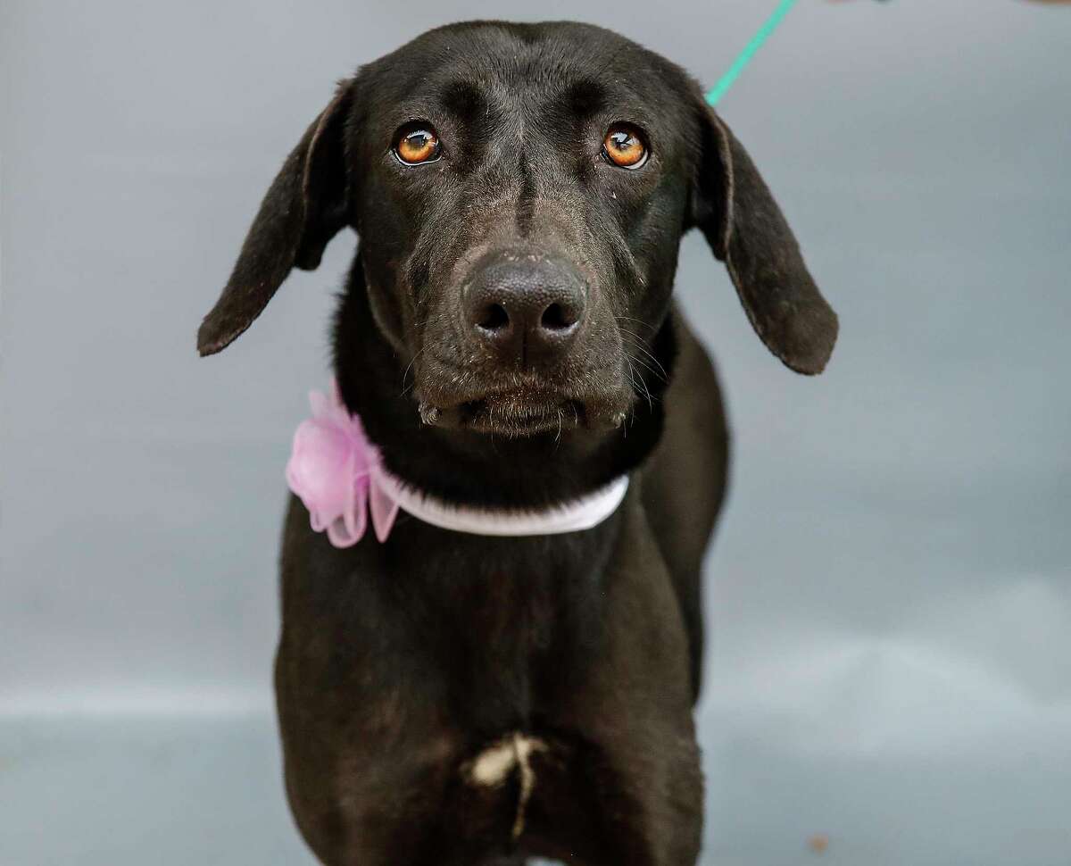 Mollie (A569247) is a 2-year-old, female, black Labrador Retriever mix available for adoption from Harris County Pets. Mollie was picked up by an animal control officer after a caller from a realty company reported that the owners of a new home the company sold discovered Mollie in a kennel on their driveway. An owner was not found, and animal control tracked no microchip on Mollie. She appears to be a family-friendly dog whom staff reports she interacts well with young children, including babies. “She listened very well and softly sniffed the baby,” stated one staff member who observed Mollie’s interaction with a family.