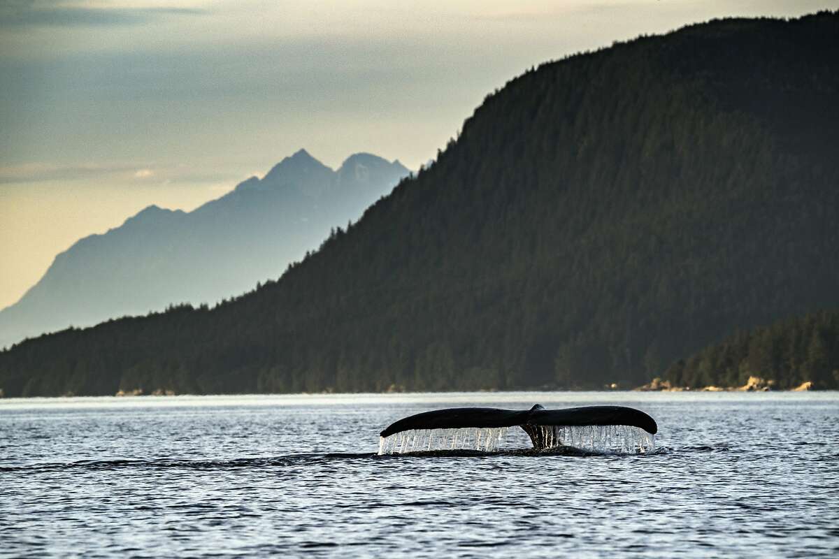 Water flows off the tail of a humpback whale as it dives below the surface near Juneau, Alaska. The mammals have gained extra protection along the West Coast.
