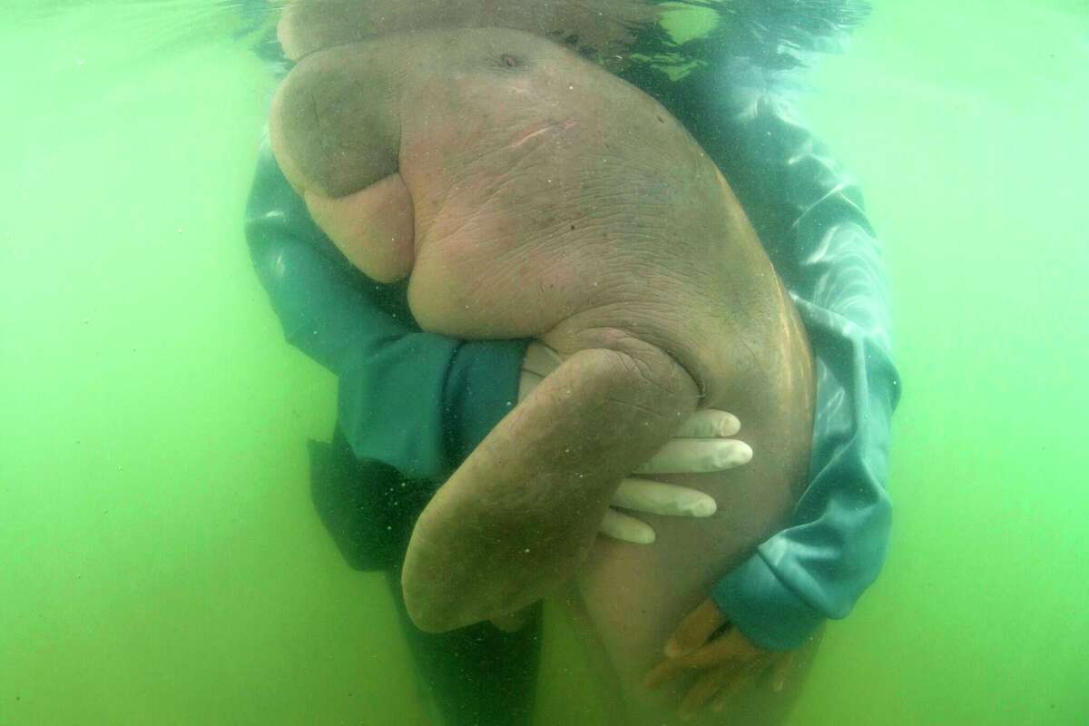 A marine expert hugs a baby dugong that was separated from her mother off southern Thailand. Dugongs are related to the Steller’s sea cows that were once once common in the Pacific.