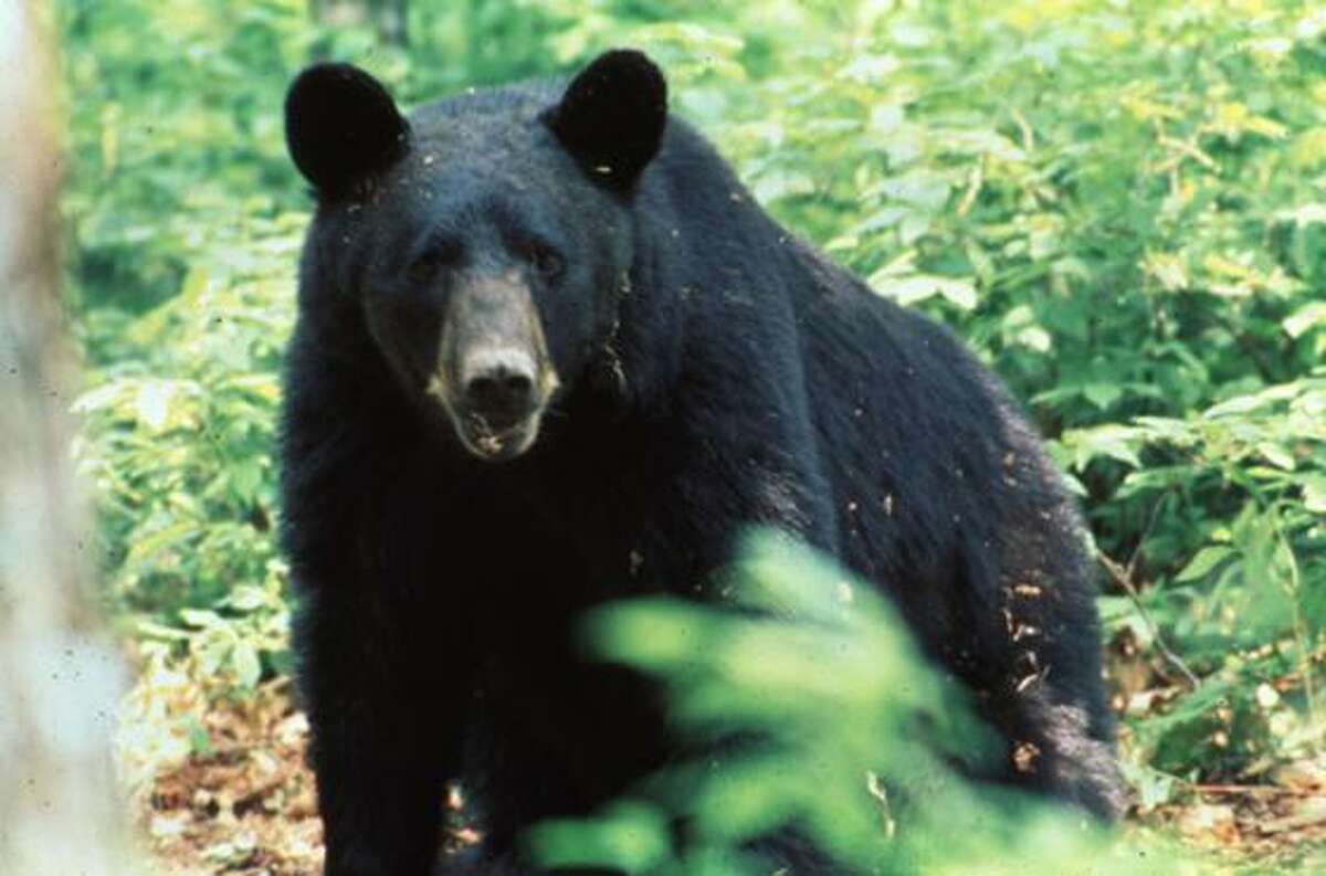 Black Bears of East Texas. Photos provided by the East Texas Black Bear Task Force.