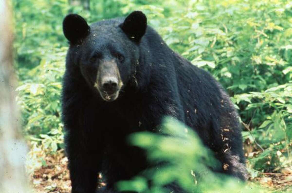black-bears-returning-to-texas-including-in-the-hill-country