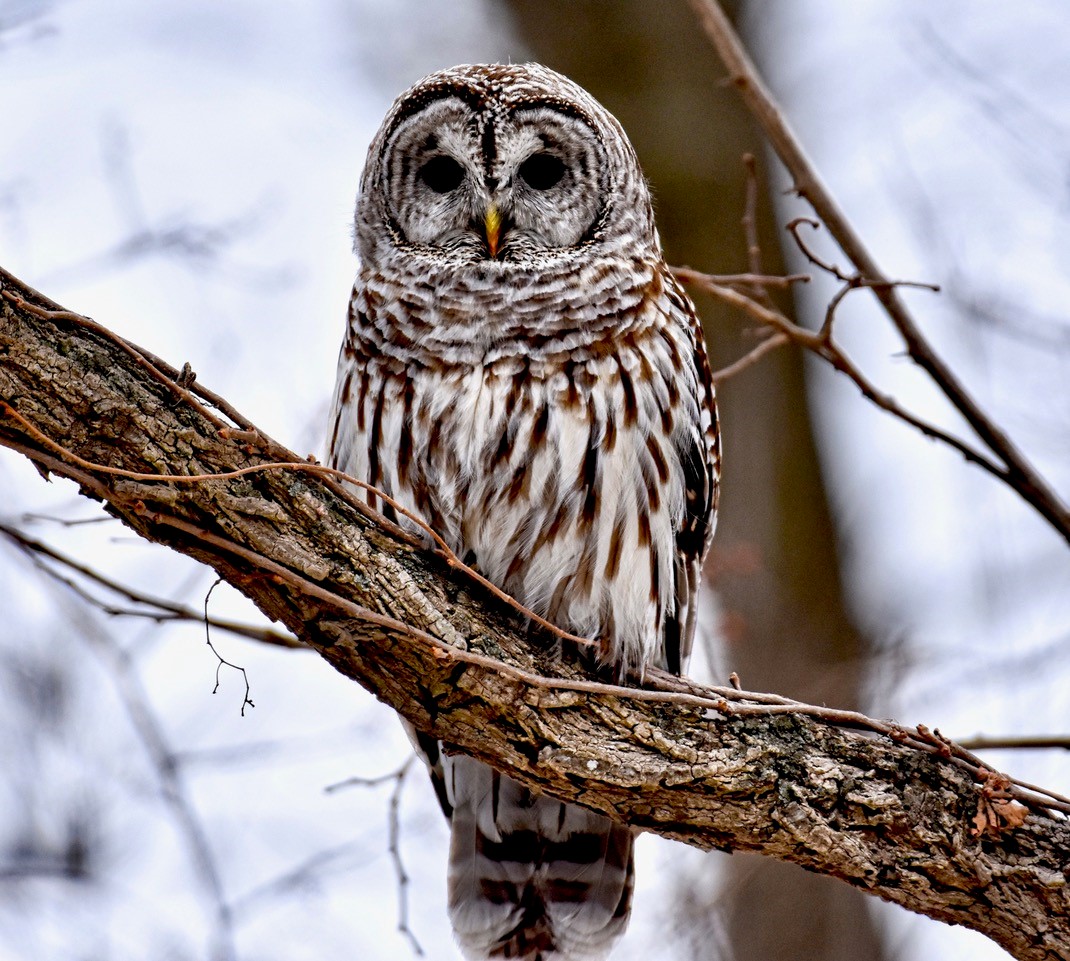 Your Best Shot: Owls