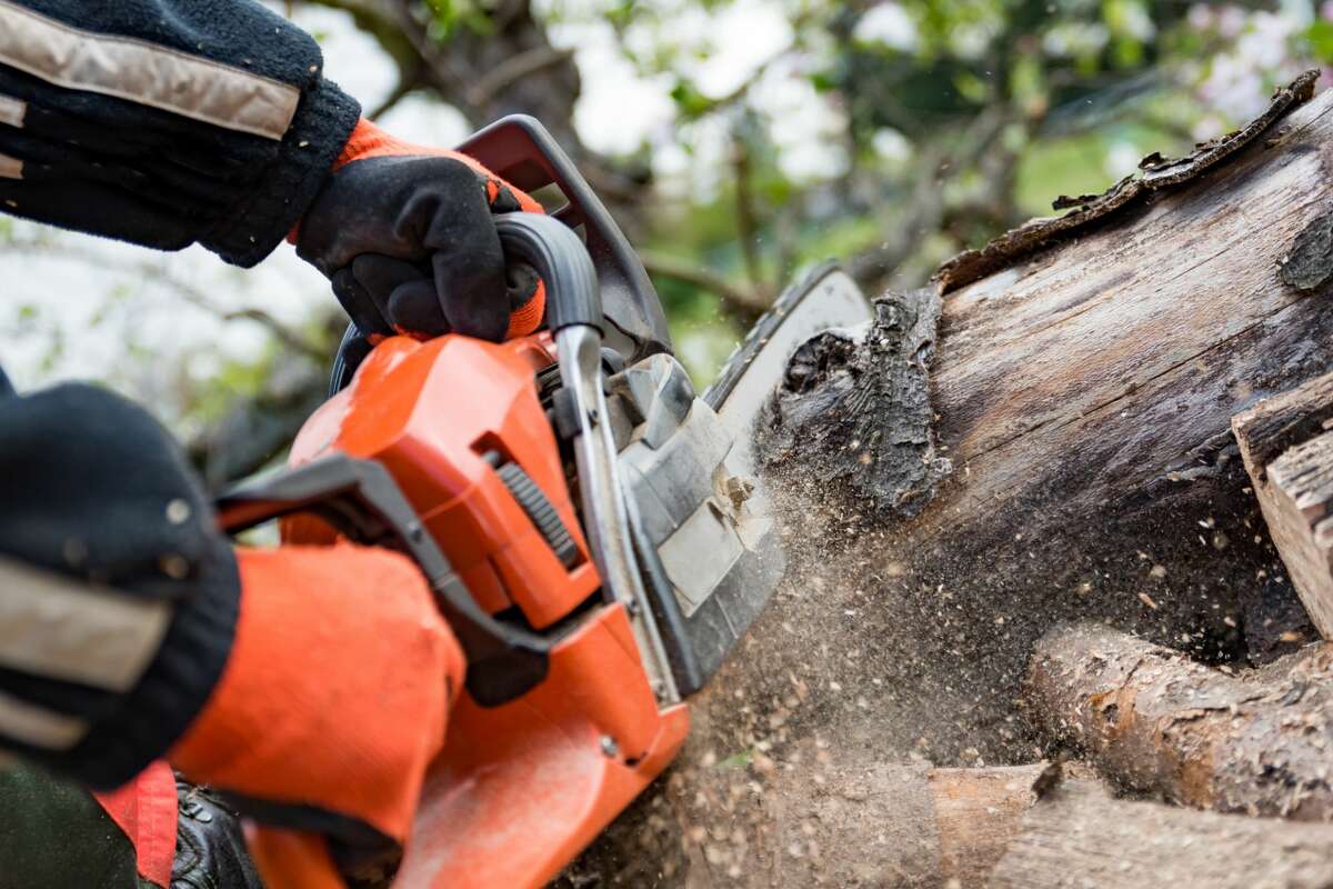 Houston's own Jose's Tree Service has 2 Chron-exclusive offers to help you trim your trees for less!