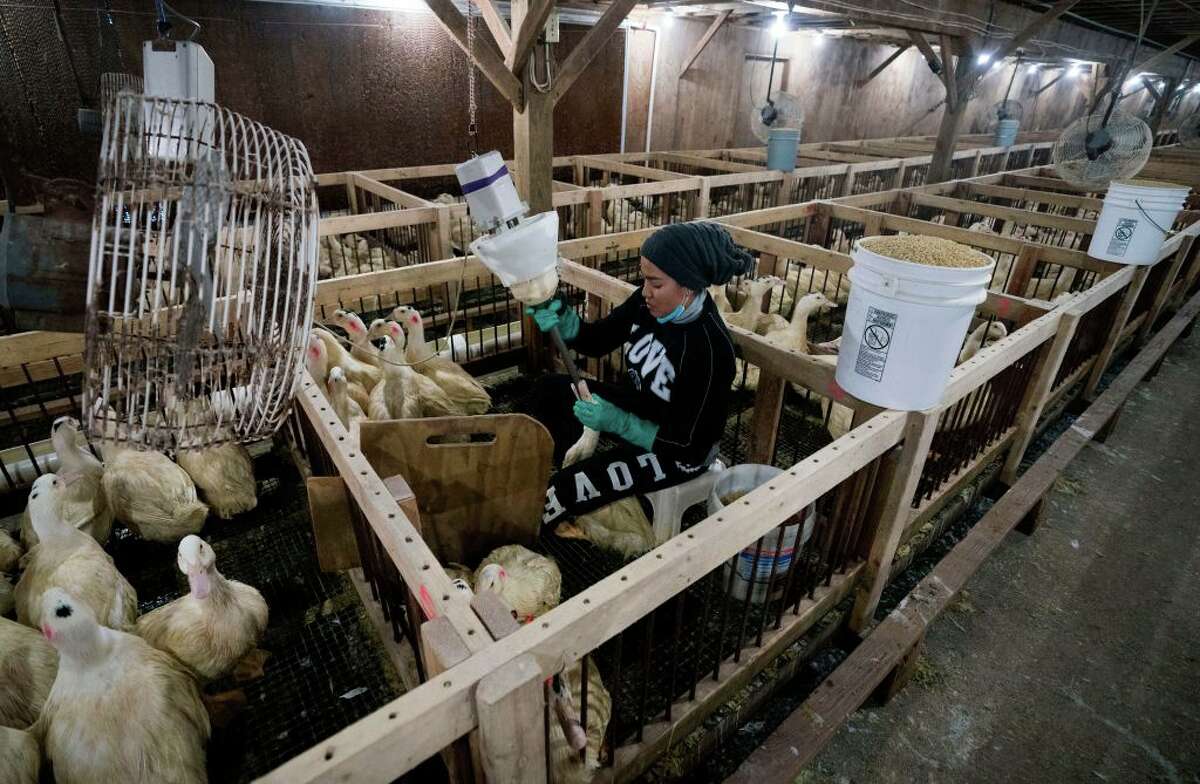 An employee feeds a duck at Hudson Valley Foie Gras duck farm in 2017 in Sullivan County. 