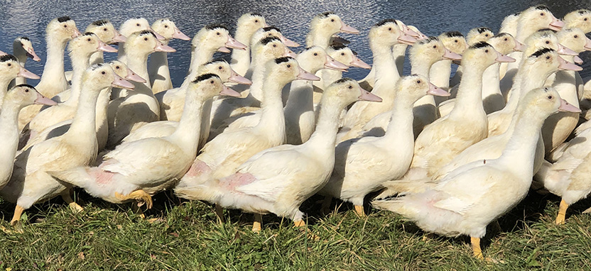 Hudson Valley foie gras producers sue New York City over ban - Vimarsana News