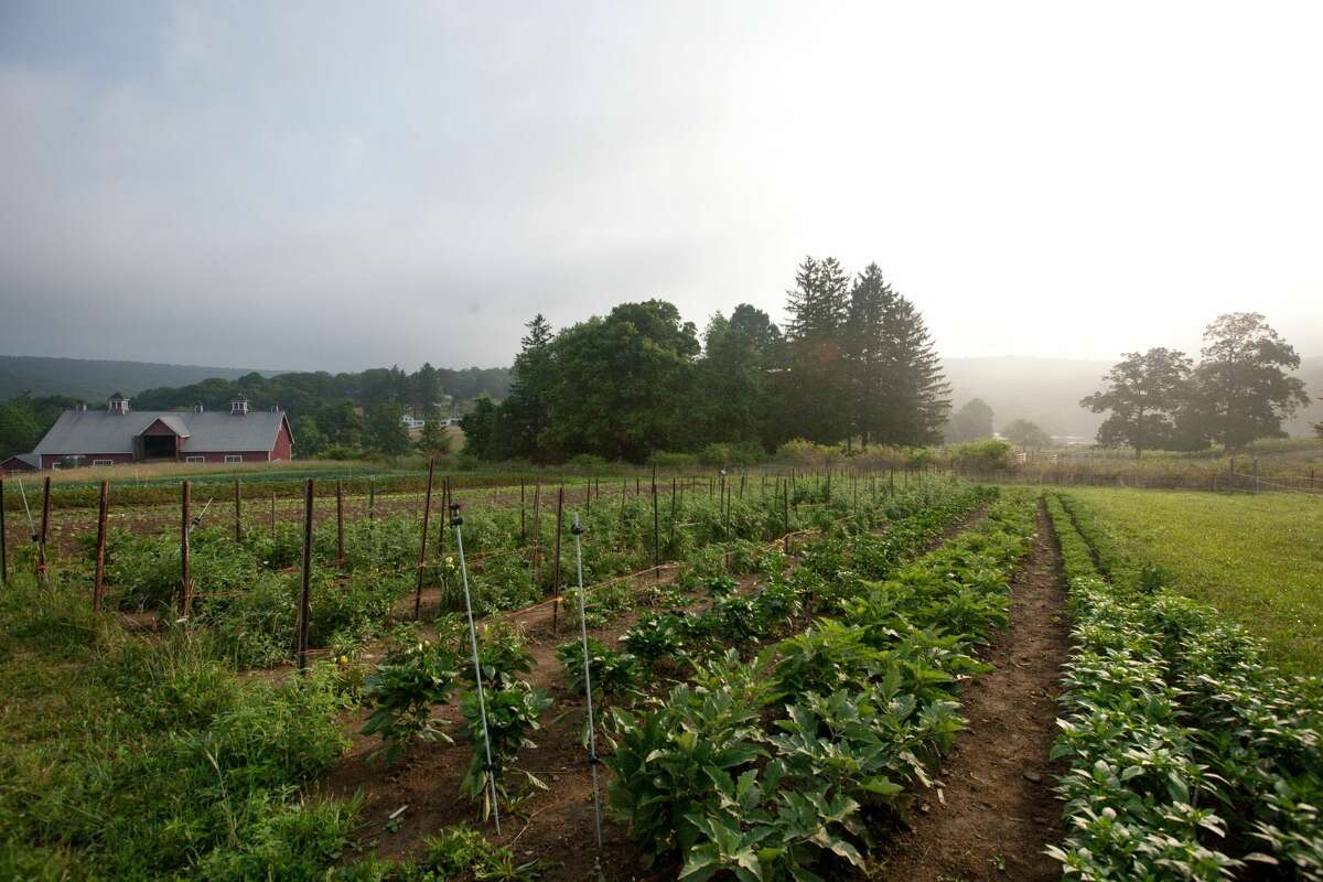 The rising popularity of Hudson Valley farm share programs can be seen in the growth of CSA shares each farm sells. In two years, the average number of shares more than doubled from 50 shares per farm in 2018 to 131 in 2020.