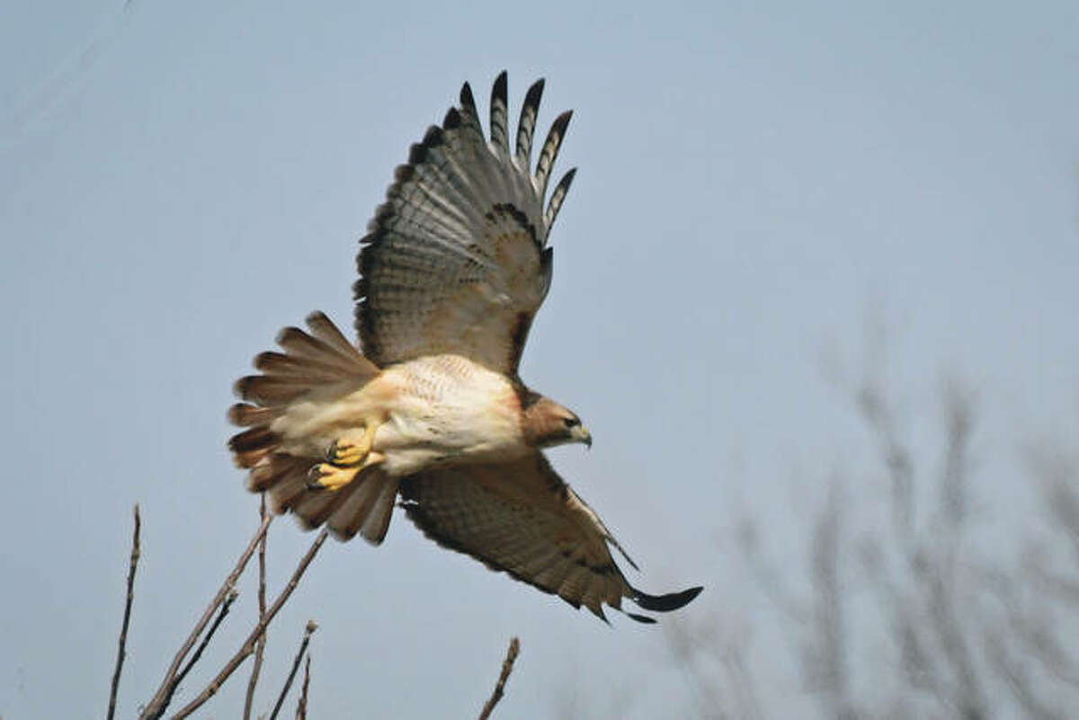 A hawk takes flight from a field near Waverly.