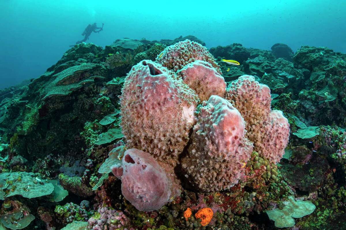 Sponges of Flower Garden Banks National Marine Sanctuary