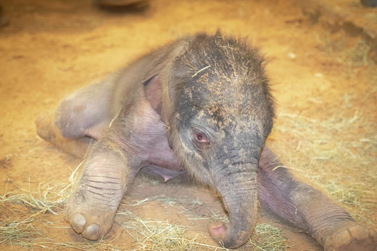 Houston Zoo's Asian elephant Tupelo gives birth to a 284-pound female calf on March 10.