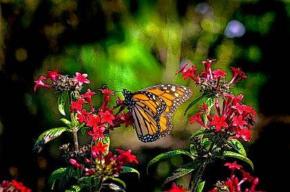 Young Explorers to look at butterflies - Vimarsana News
