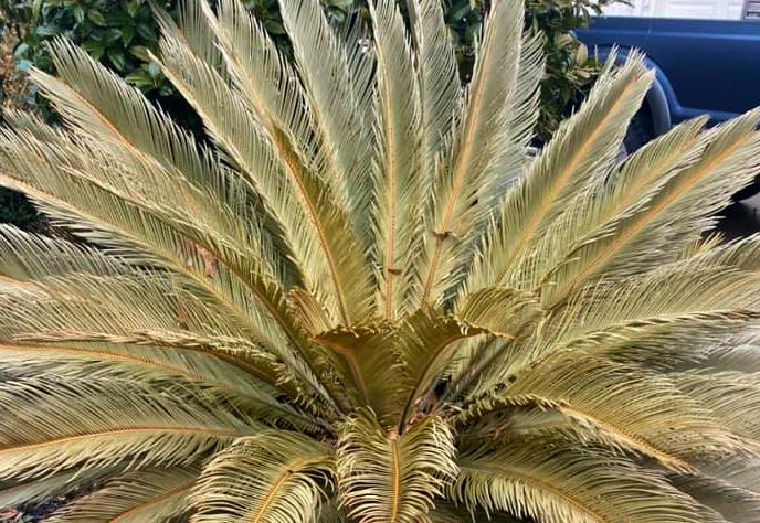 Is it time to pull the plug and replace freeze-damaged sago palms and