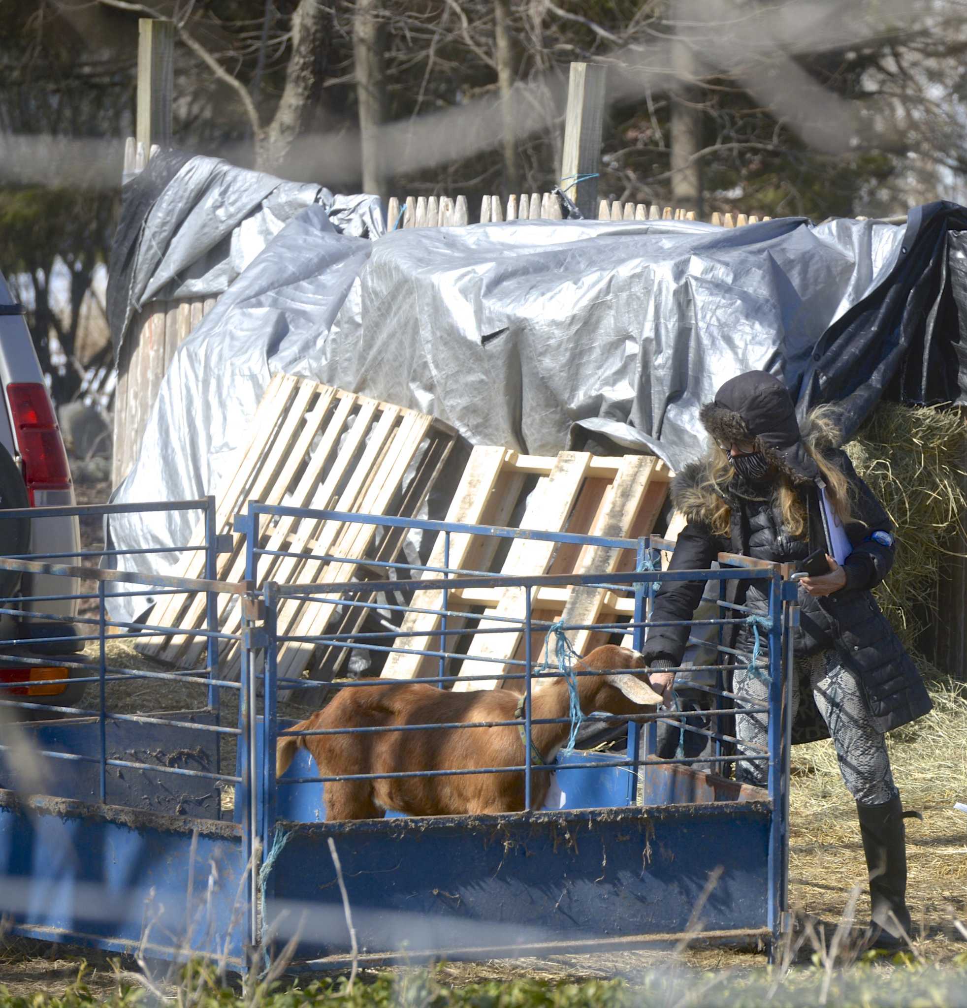 Official 90 goats in Redding cruelty case go up for adoption