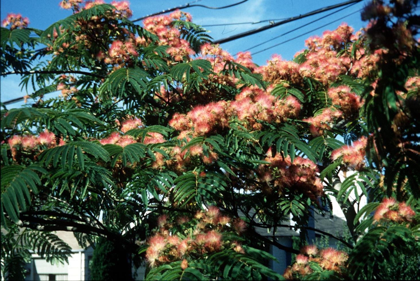 Mimosa trees great for their 2week bloom, a struggle after that