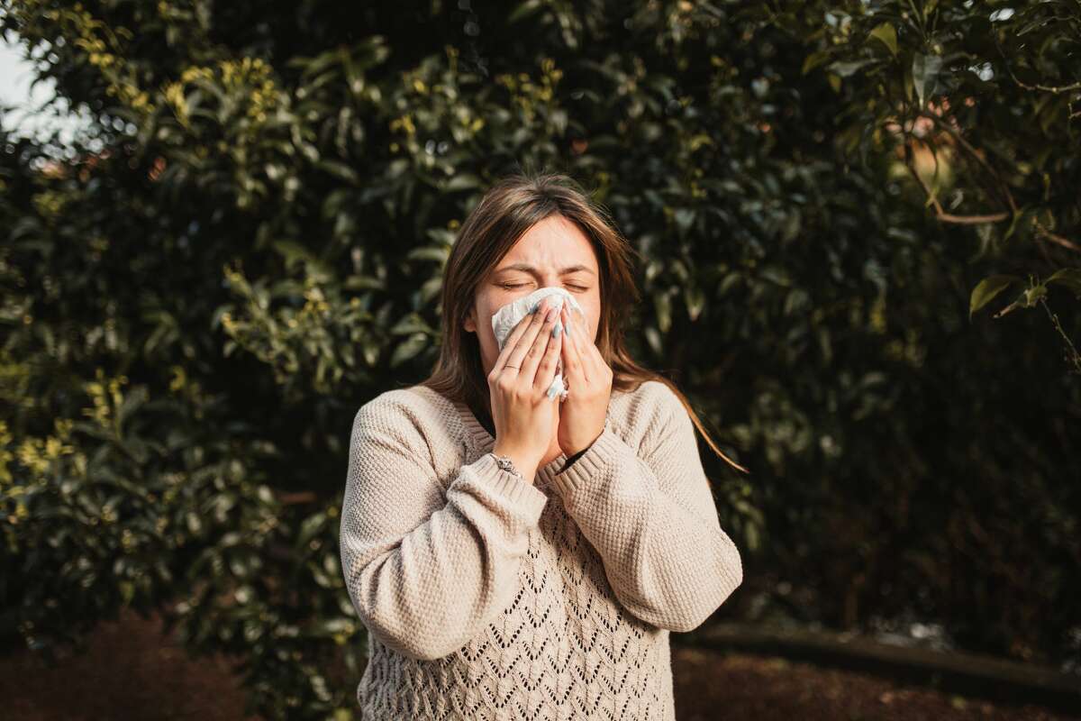 Spring sneezes Allergy season begins in Western Washington as pollen