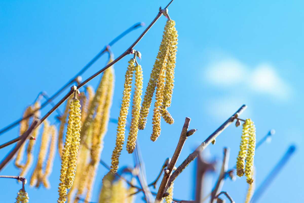 Spring sneezes Allergy season begins in Western Washington as pollen