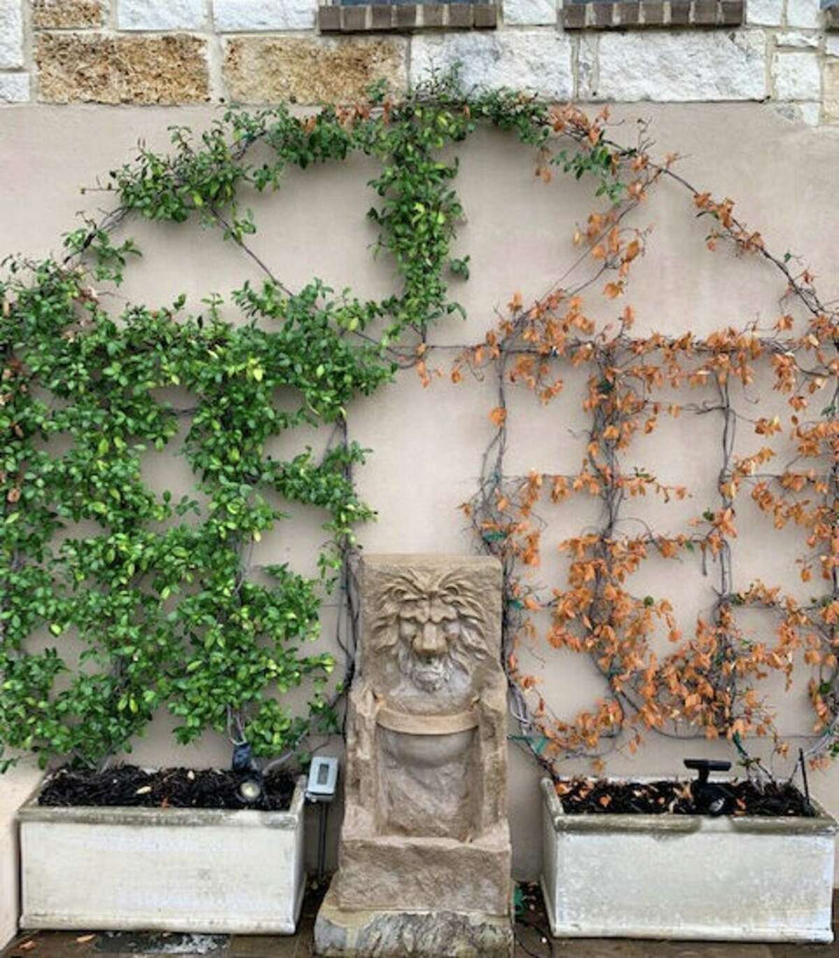 How will freezedamaged bottlebrush, sago palms & jasmine fare? Texas A