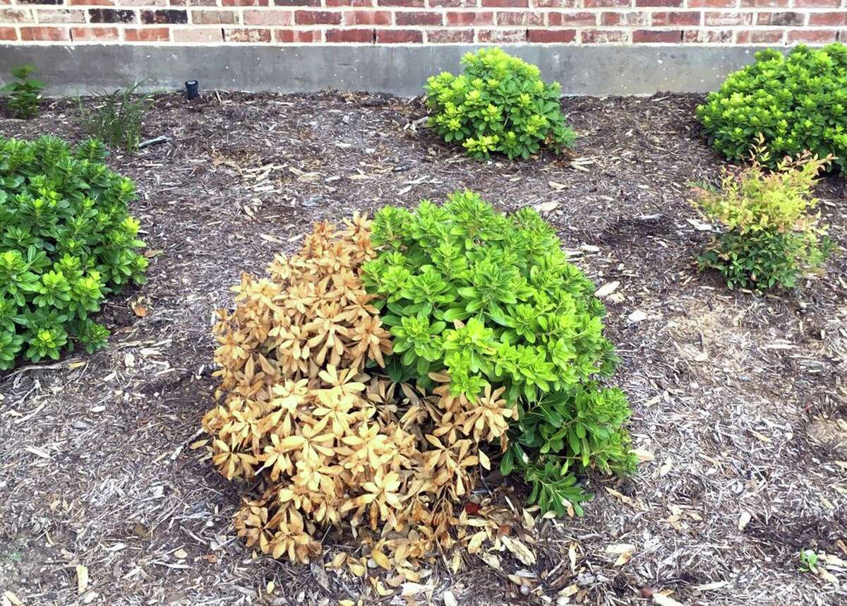 How will freeze-damaged bottlebrush, sago palms & jasmine fare? Texas A ...