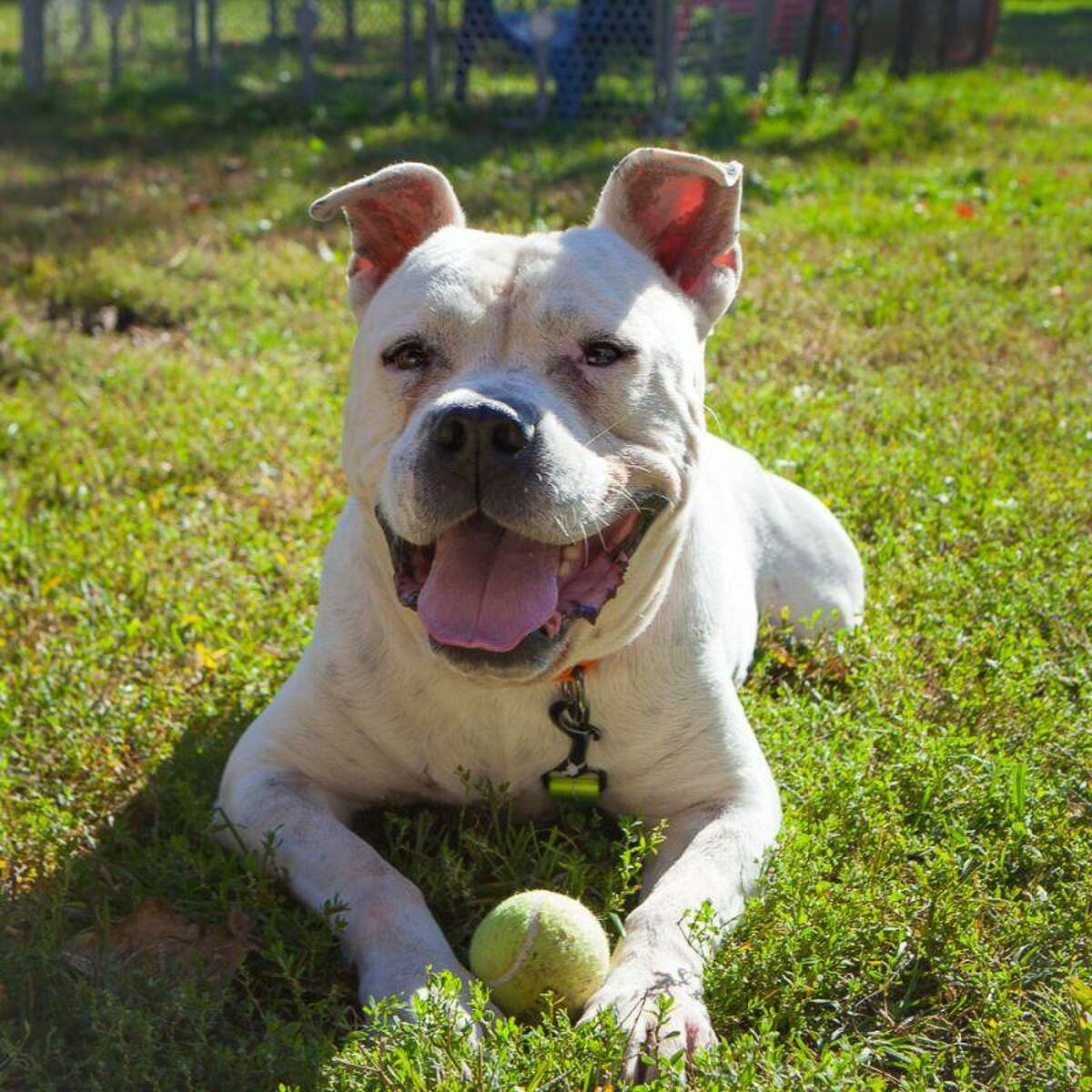 Jericho, a dog, needs a Hail Mary, and a foster. He is available to meet by calling the ROAR Donofrio Family Animal Shelter, 45 South St. in Ridgefield, at 203-438-0158, for an appointment.